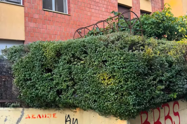 Bežanijska kosa