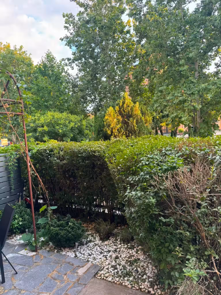 Neformirana živica sa suvim i divljim granama pre uređenja dvorišta.