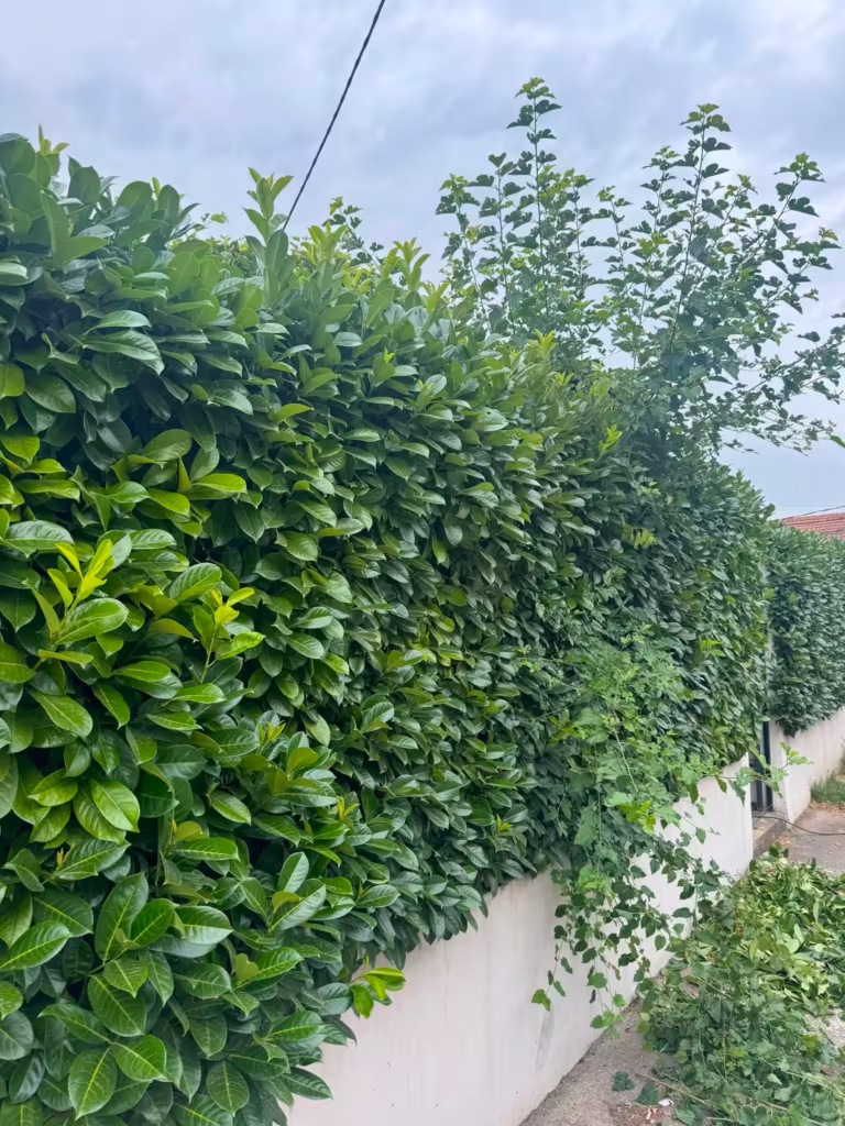 Pre — 