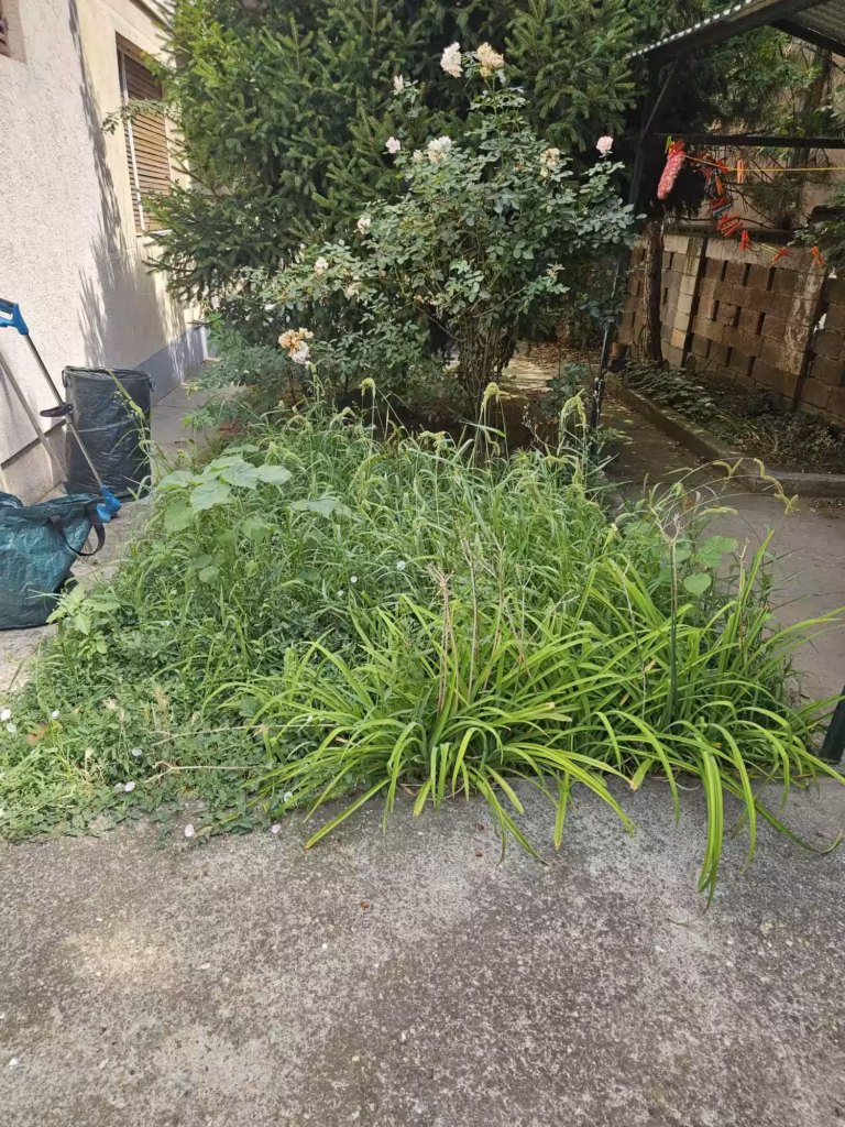 Pogled na celokupno dvorište sa neuređenom i divljom travom pre tretmana.