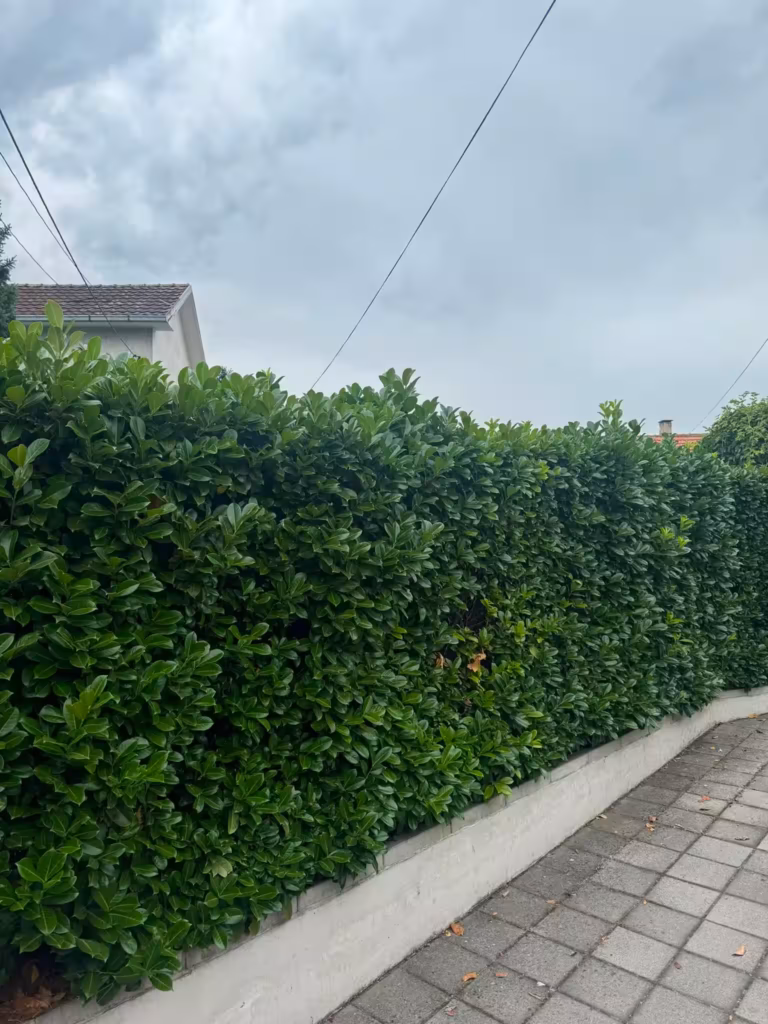 Grmlje žive ograde sa suvim i preraslim granama pre orezivanja.
