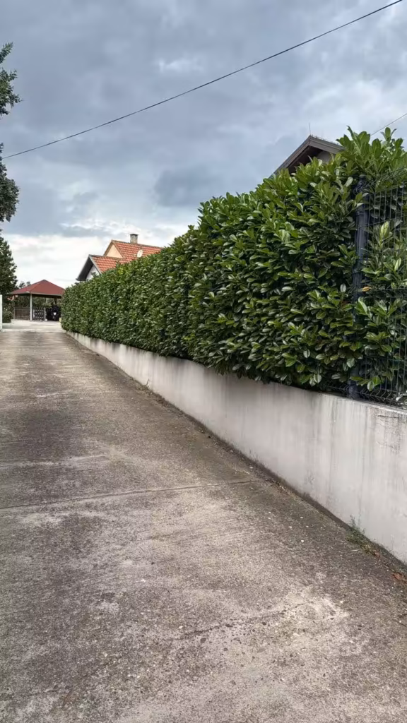 Neuredne i asimetrične ivice žive ograde pre estetskog oblikovanja.