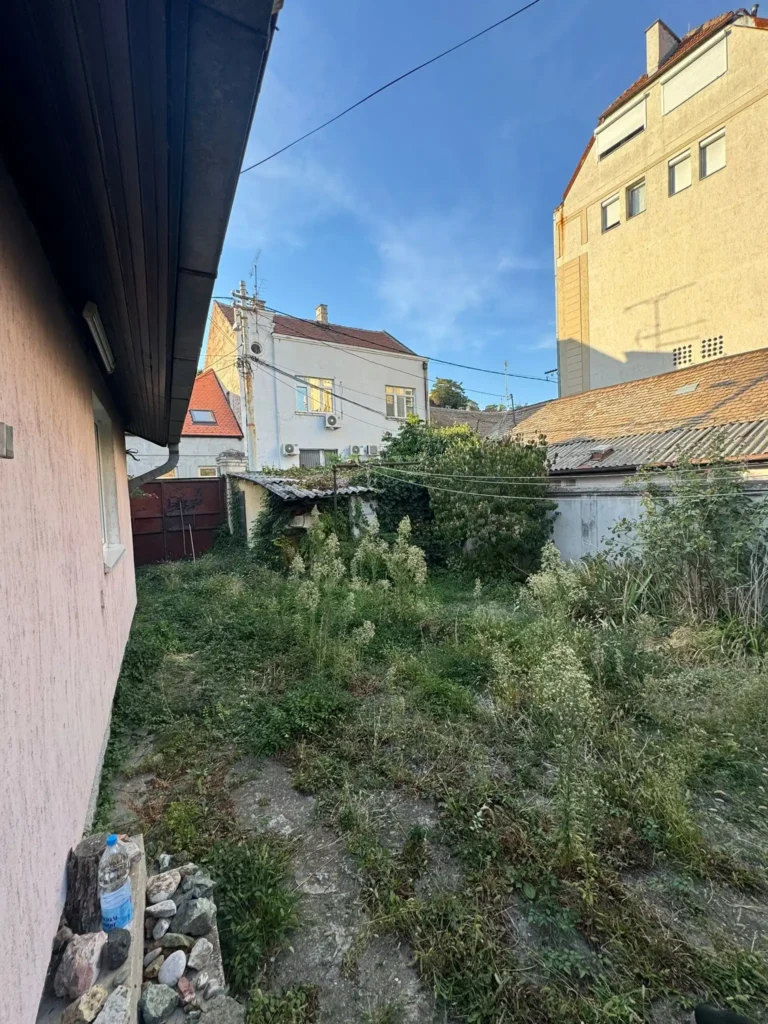 Zarasle ivice travnjaka i žutilo na travi u dvorištu u Zemunu.